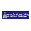 Sorry for driving slow - my dog is in the car! Bumper Sticker or Magnet | Funny Sticker | Satire | Gen Z Humor | 8.5" x 2.5"